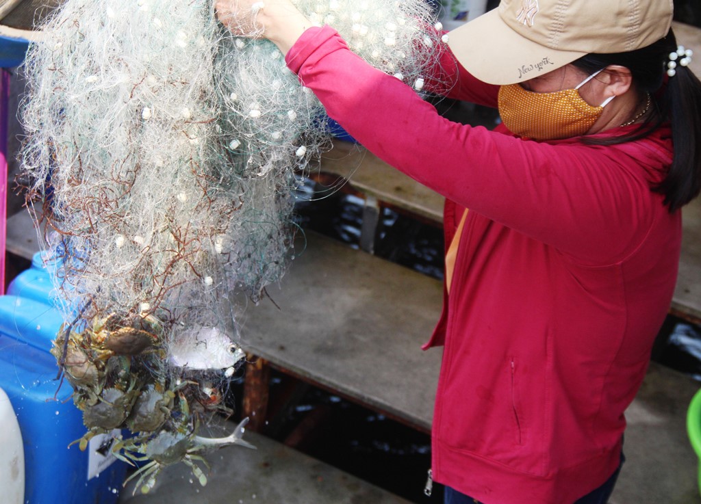 At this time, fishermen harvested many types of shrimp and fish