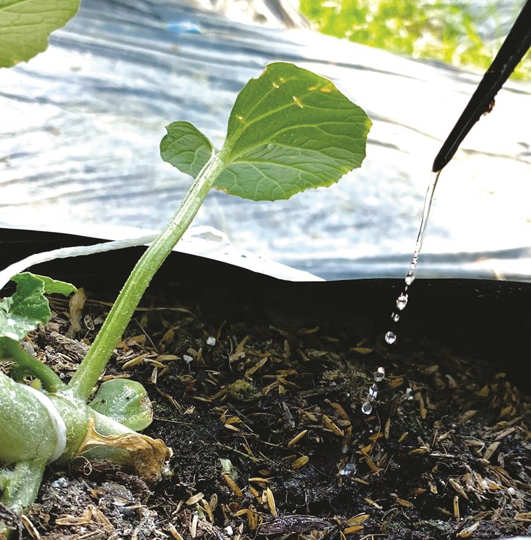 The system of drip irrigation