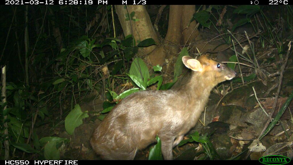 The rare muntjac recently discovered in Phong Dien Nature Reserve. Photo: Phong Dien Nature Reserve