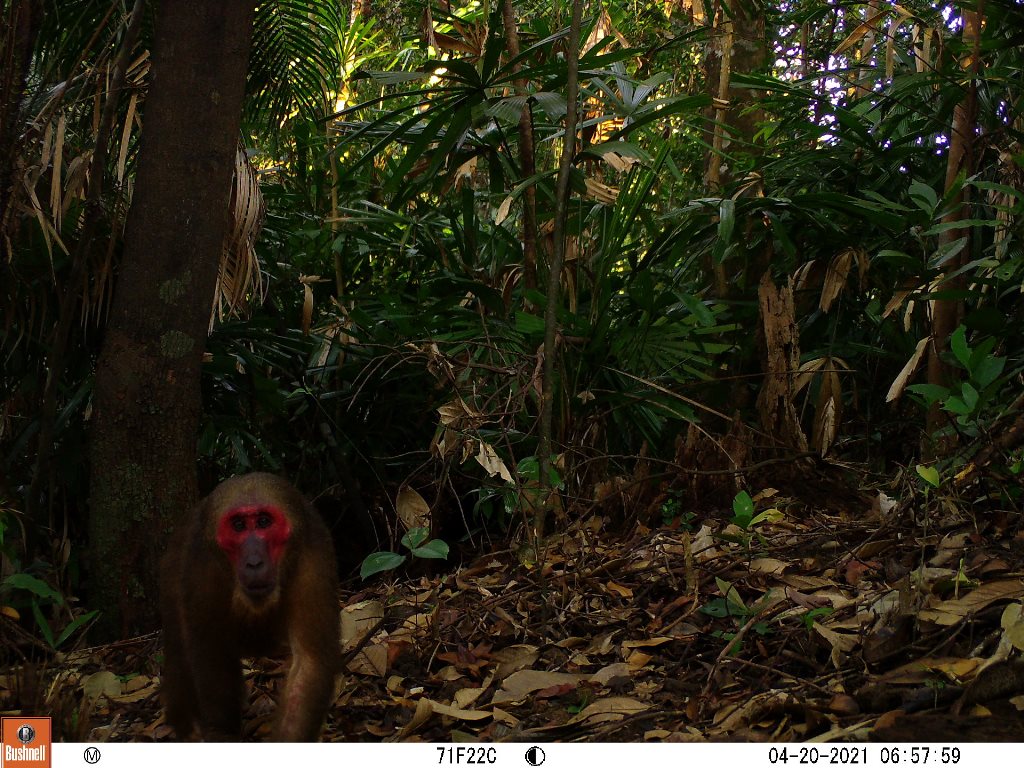 Red-faced monkey (Macaca arctoides) . Photo: Phong Dien Nature Reserve