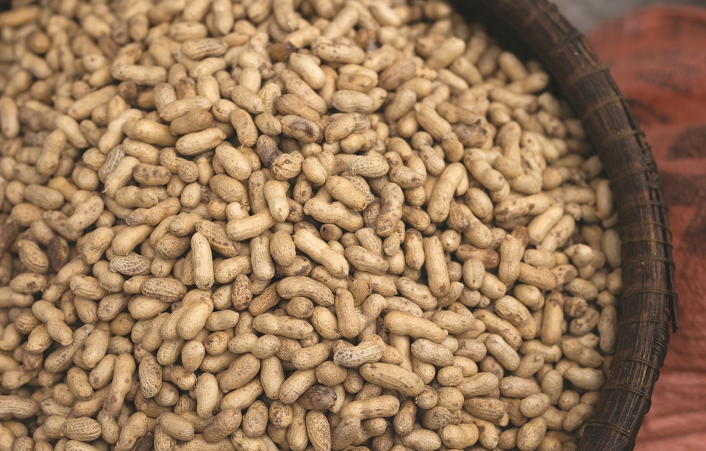 Qualified peanuts for pressing are those that have been dried and cleaned, not deflated or insect infected 