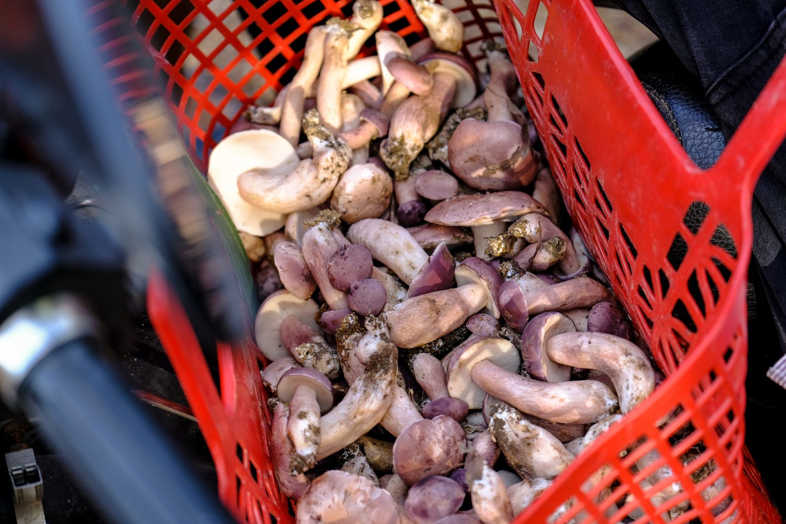 A basket full of mushrooms