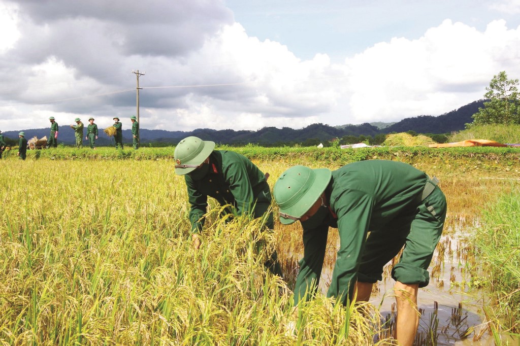 On the fields that cannot be reaped by machines, officers and soldiers still actively harvest rice by hand