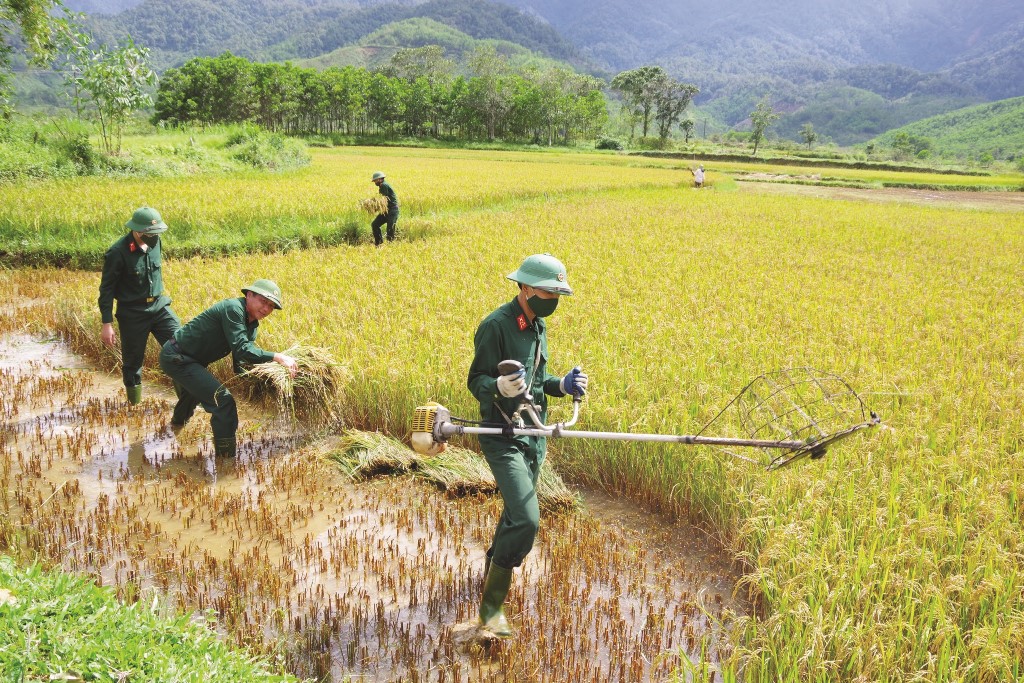 Officers and soldiers of the National Defense Economic Union 92 help lonely households in Dong Son commune (A Luoi district) to harvest rice
