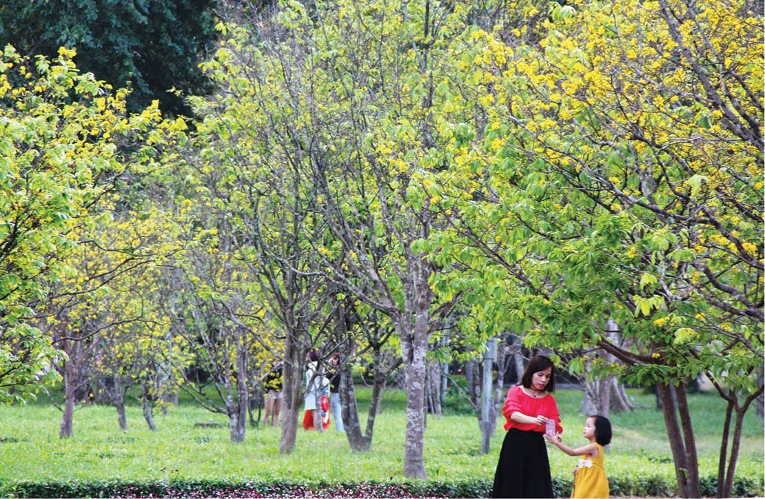 A yellow apricot garden in a park on Le Duan Street during a blooming occasion on Tet holiday