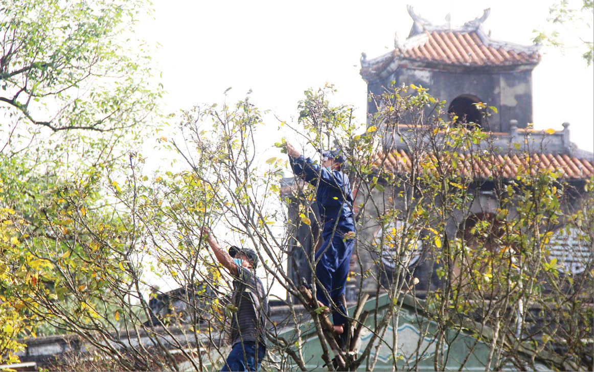 The leaves of the apricot trees in front of Hue Imperial Citadel are picked off, so that the flowers will bloom in time for Tet occation