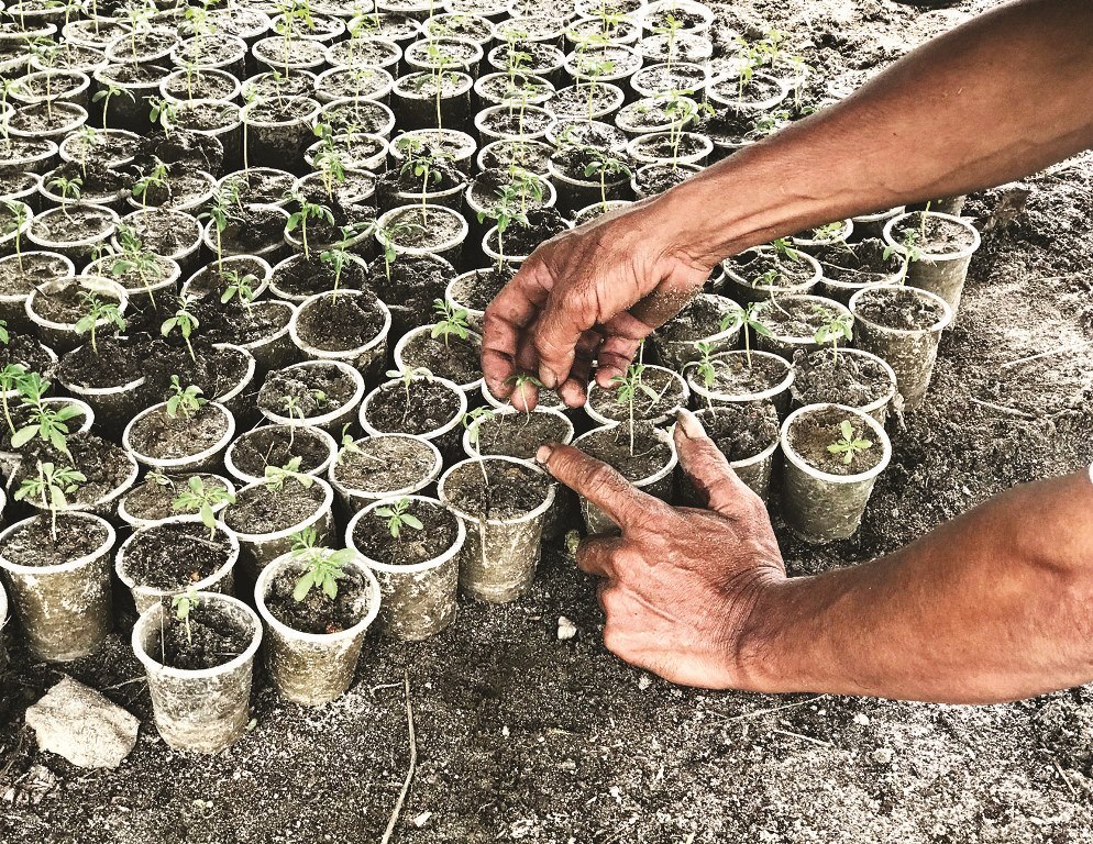 Seedlings are nursed in soil bags to ensure quality