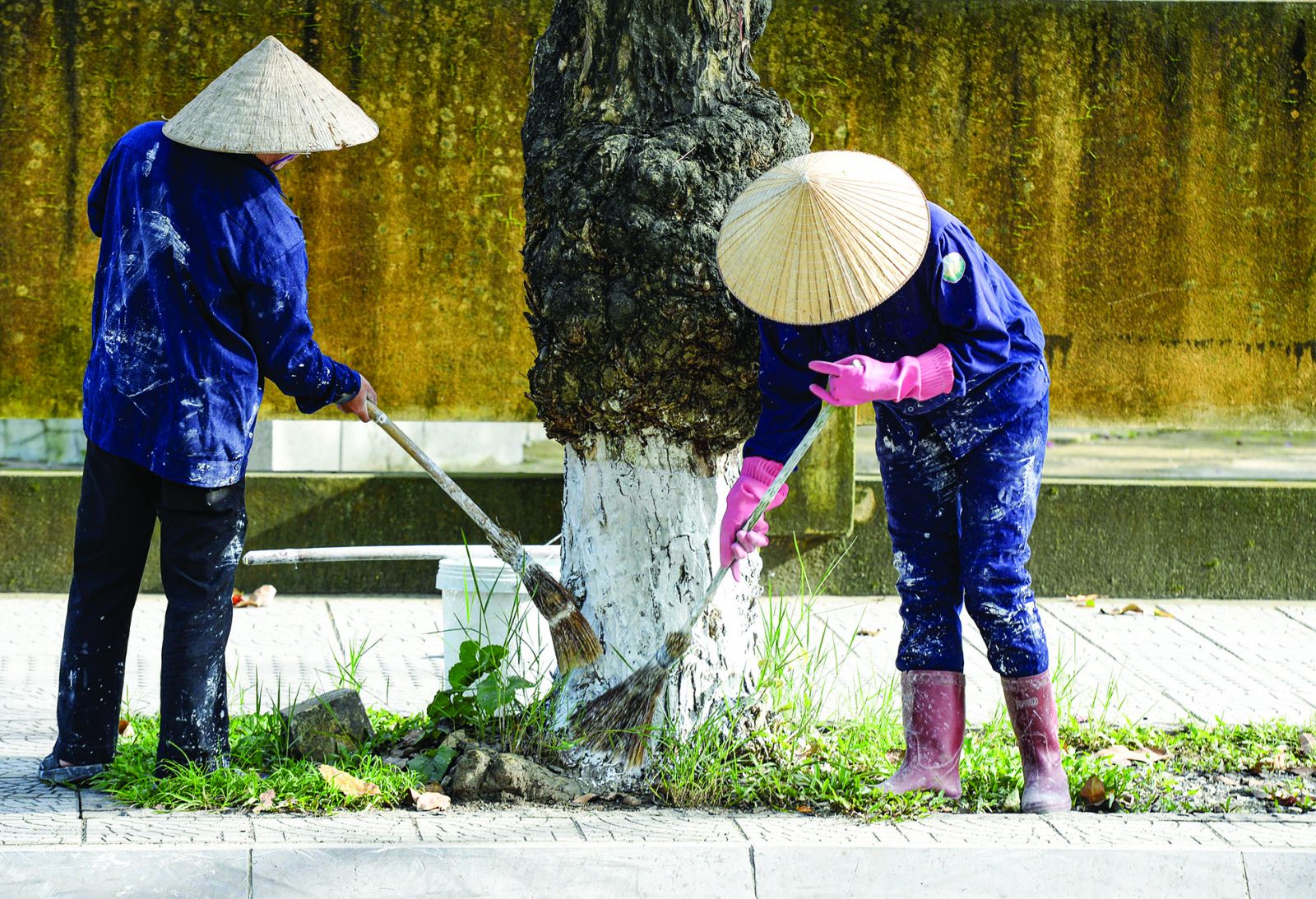In the days leading up to Tet, workers gather to whitewash the foot of the trees on the streets