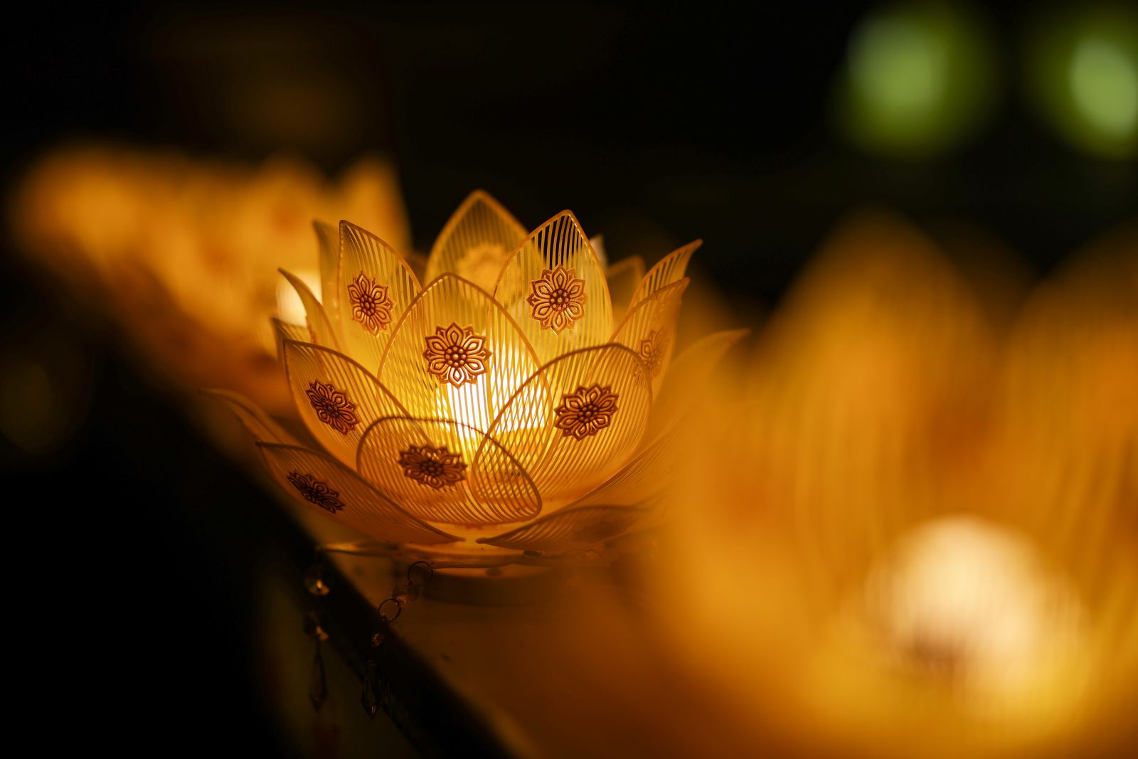 Shimmering lotus flowers are lit