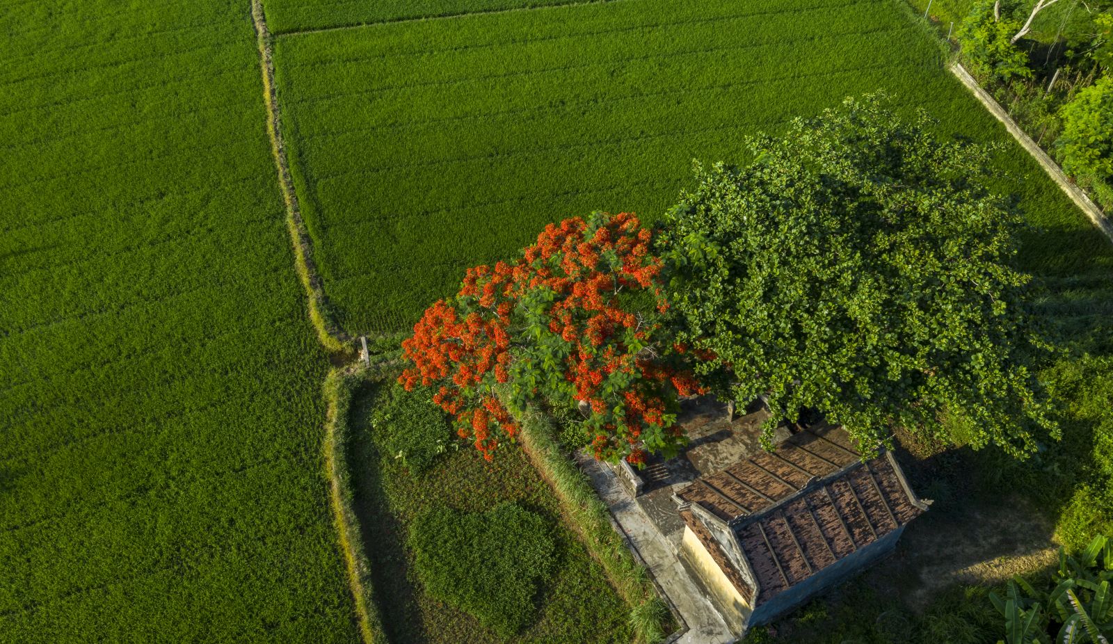 The flamboyant tree in the middle of the field