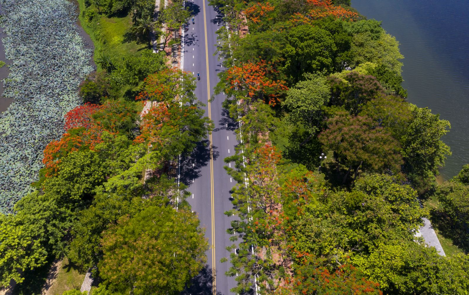 Le Duan street is more dreamy with the red color of the flamboyant flowers in the summer