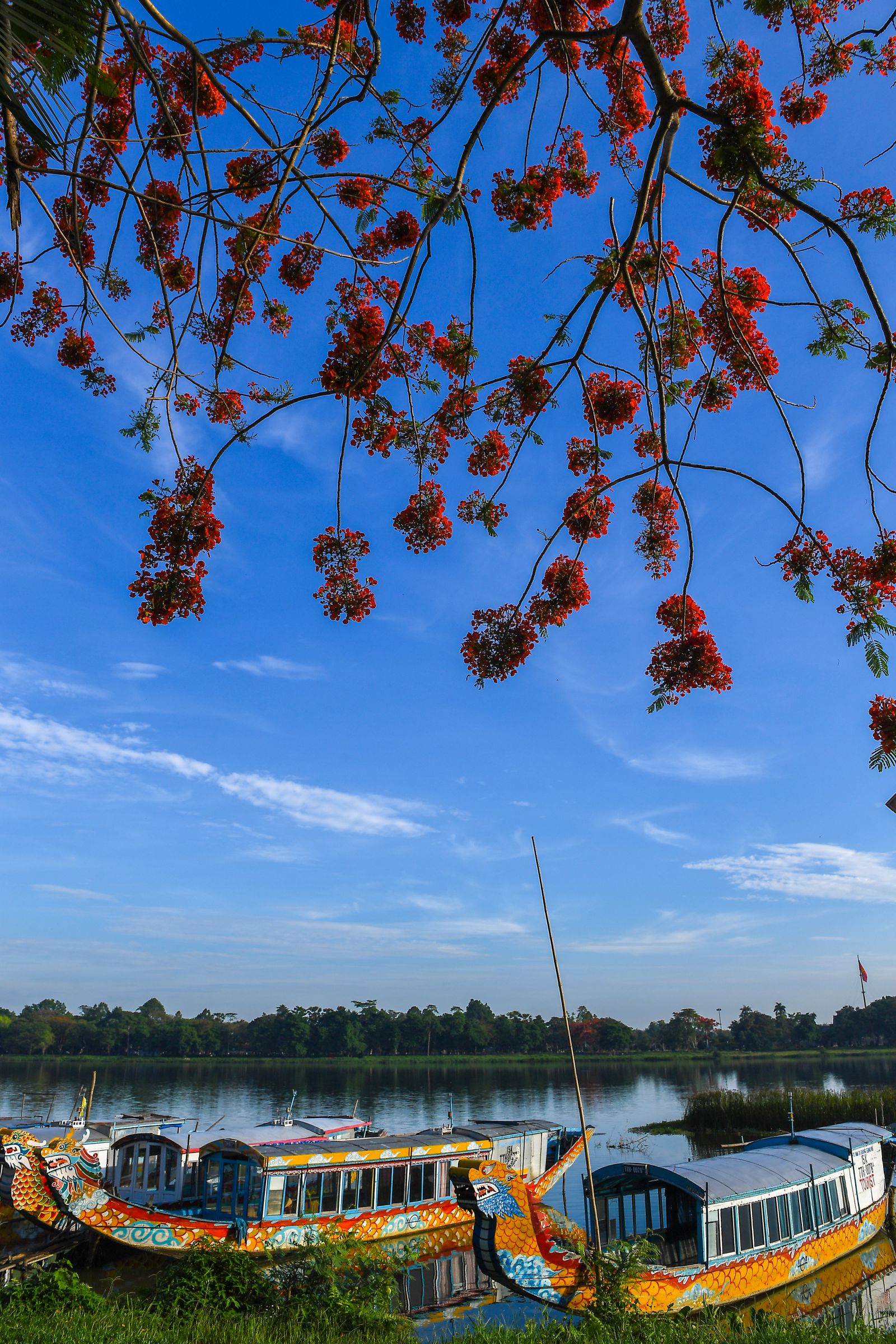 Flamboyant flowers by the Huong River