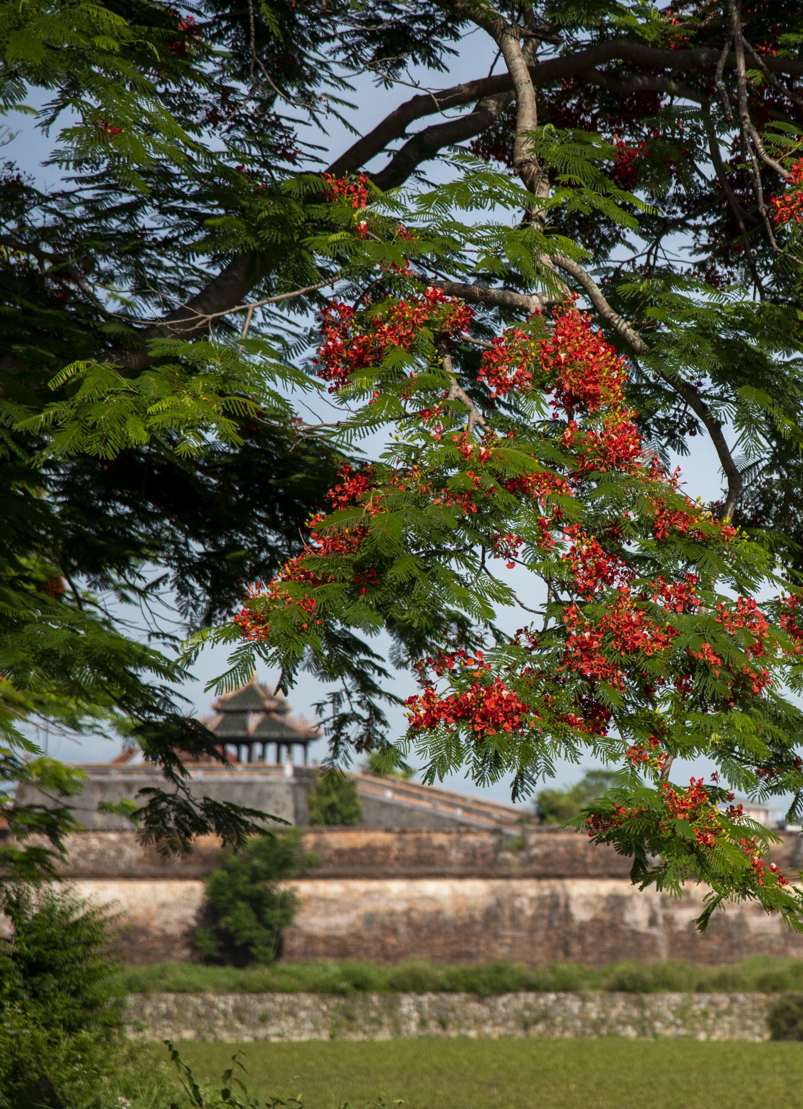 Flamboyant flowers blooming along the Hue Citadel moats