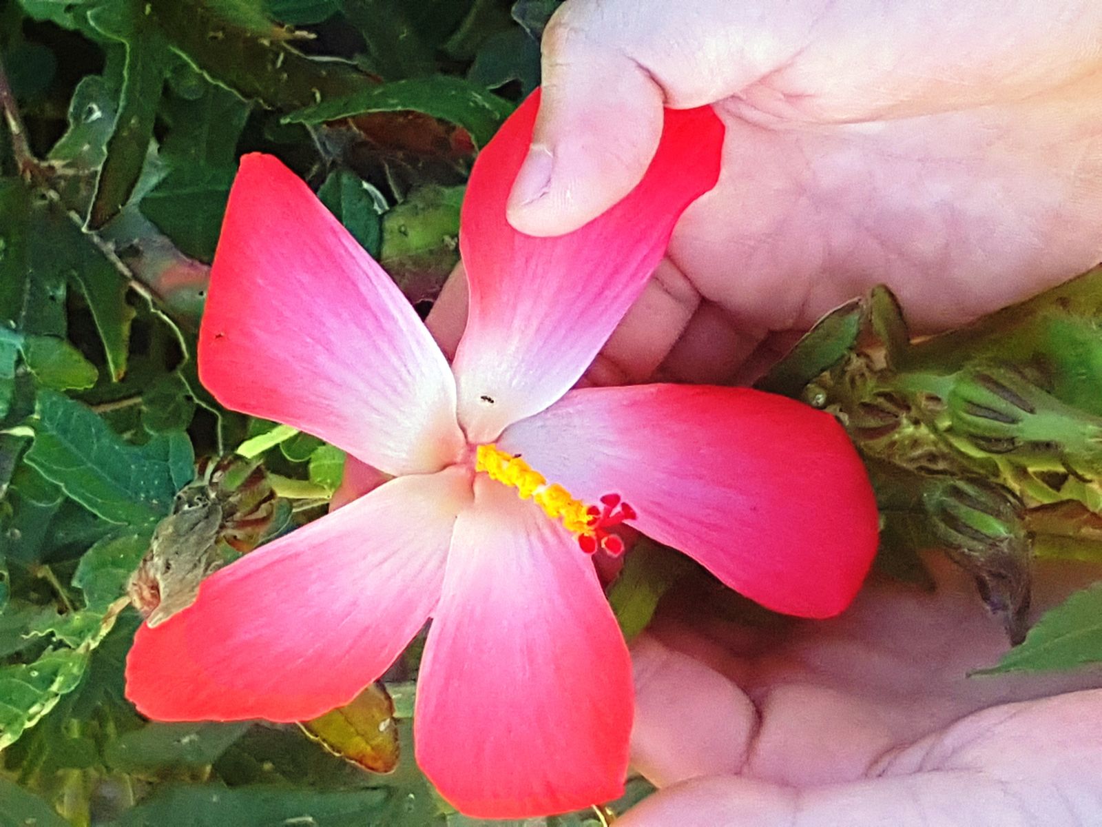 Ginseng flower separately blooming in the leaf axil; it is pink or reddish brown, with a little yellow tint