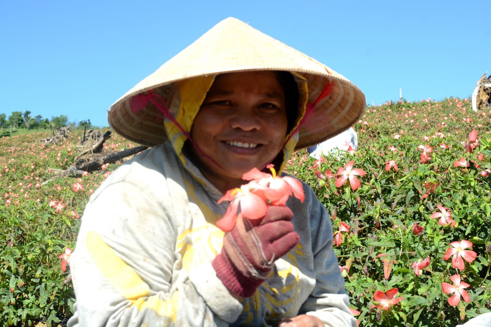 Mrs. Kăn Ku Đen is delightful to both make more income on her leisure days and be able to take ginseng flowers home to make drinks