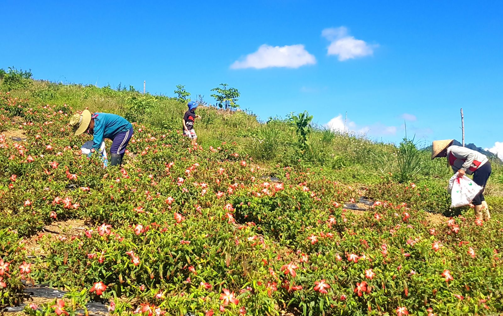 The farmers harvesting ginseng flowers from  the early morning