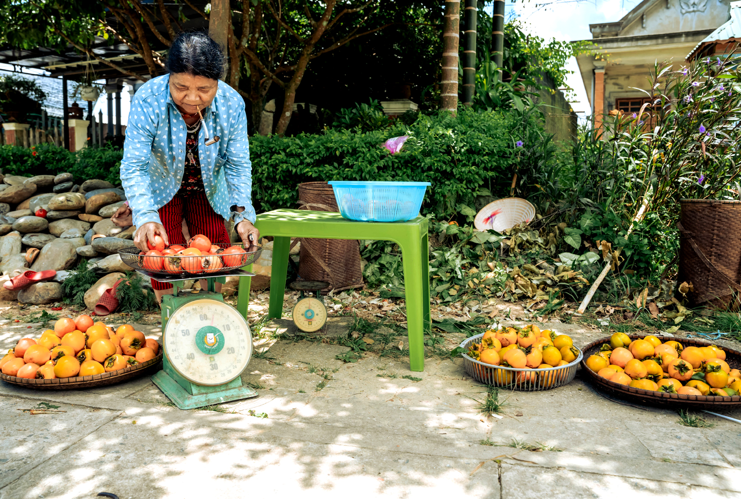 It is easy to bump into the image of persimmon baskets set for sell on Ho Chi Minh roadsides 