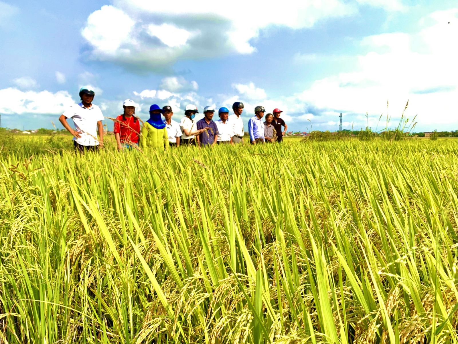 Cánh đồng mẫu sản xuất lúa hướng đi mới cho cây lúa ở Thừa Thiên Huế