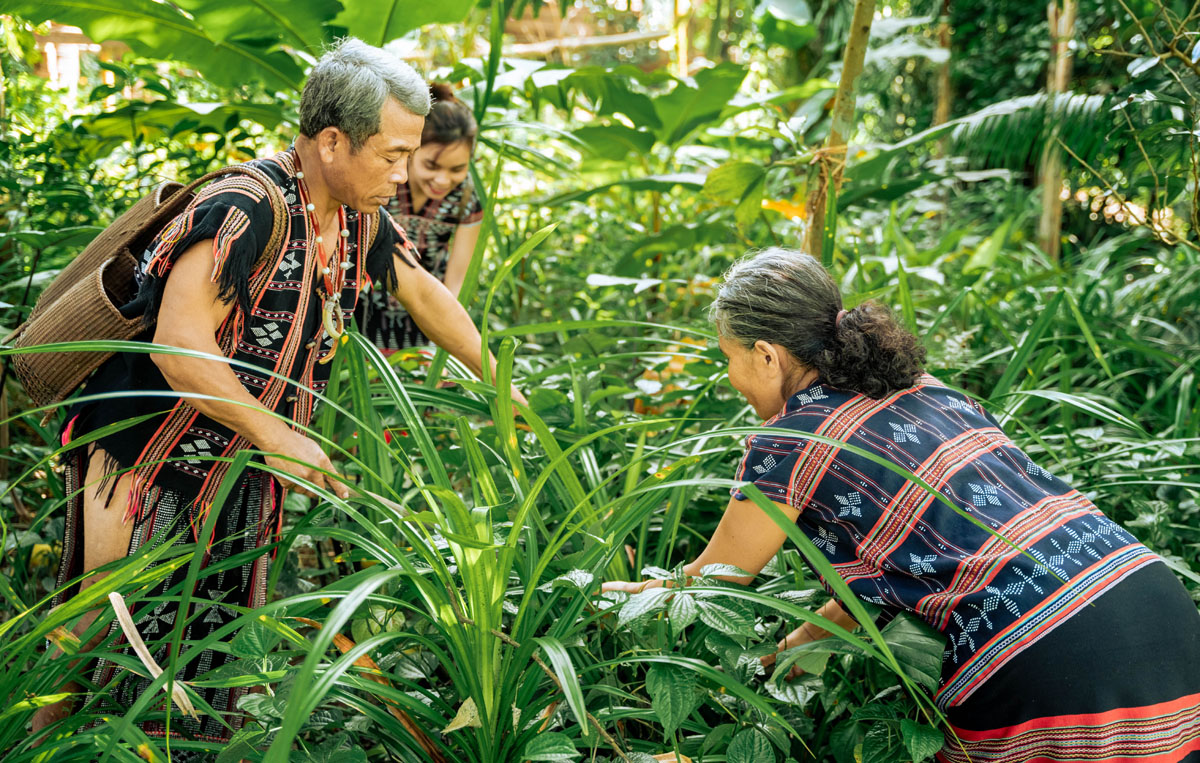 To pick a lot of A'anh chac leaves, people often go in group of relatives or with family