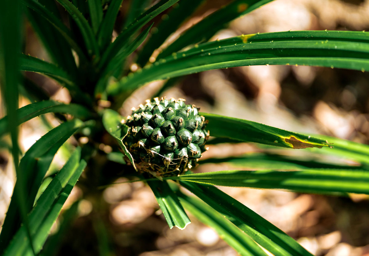 A'anh Chac is also known as a wild pineapple, or Pandanus tectorius, which can cure kidney stones and urinary tract infections.