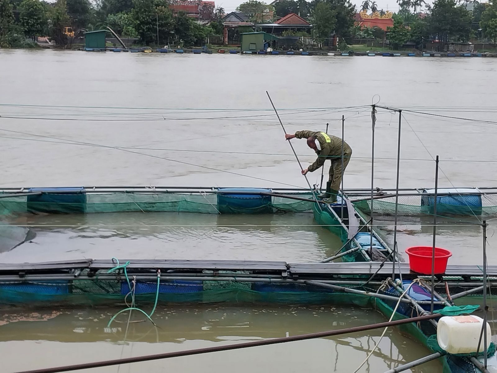 Local residents picking up fish in cages dying from floodwater
