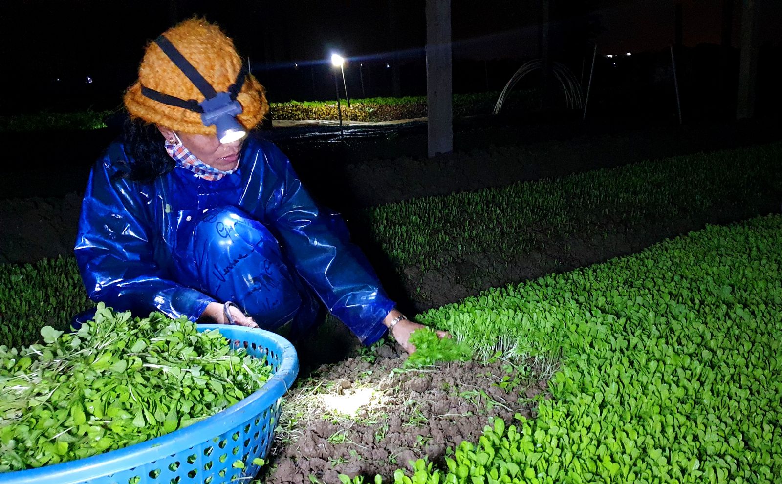 Mrs. Huong and many other vegetable growers often leave their homes at around 11:00 p.m., to harvest vegetables