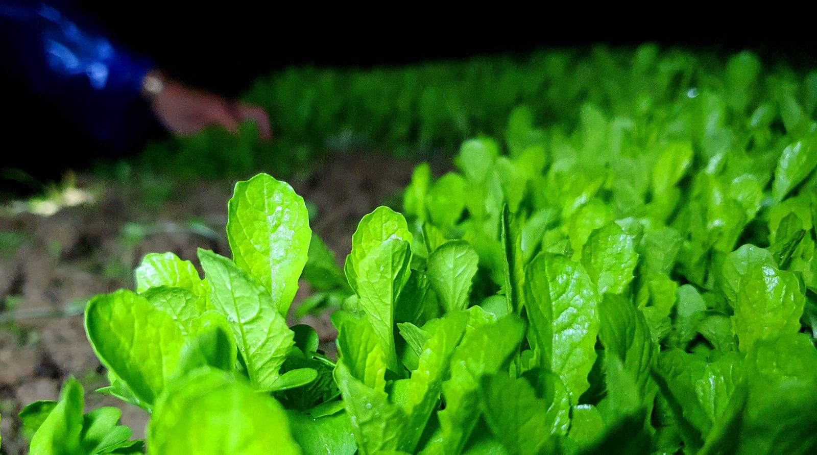 Baby mustard is one of the fastest-harvesting vegetables. It takes around 15 days from the sowing day to the harvest time