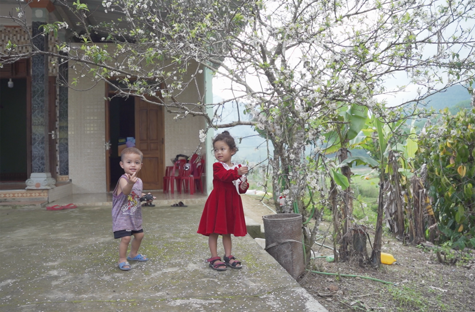 A Luoi children by plum blossoms 