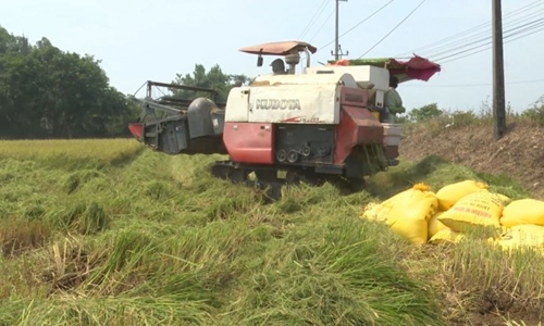 Bản tin kinh tế ngày 15 5 Tạo chuỗi liên kết sản xuất cho lúa gạo