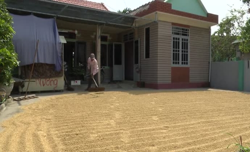 Tạo chuỗi liên kết sản xuất cho lúa gạo