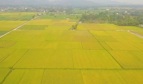 Golden ripe rice fields