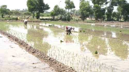 Rice transplanting in paddy fields