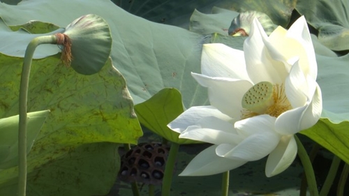 Hue Imperial Citadel in white lotus season