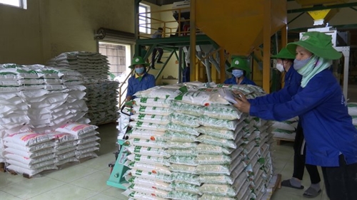 Bản tin kinh tế ngày 9 10 Đưa gạo sạch ra thị trường lớn