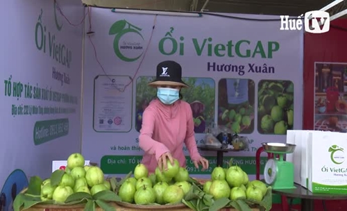 Xây dựng thương hiệu ổi VietGAP Hương Xuân