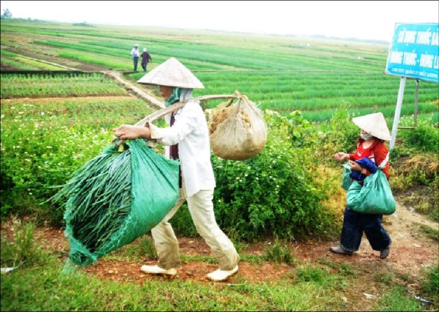 Người dân trồng hành tím trúng mùa bán được giá cao  Kinh nghiệm làm ăn   Báo ảnh Dân tộc và Miền núi