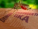 Bộ Y tế phủ nhận phát hiện ca nhiễm Zika tại Việt Nam