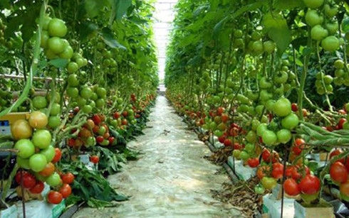 Tương lai nông nghiệp Việt Nam Chất lượng sản phẩm là “cứu cánh“