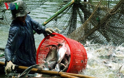 Loạn thị trường cá tra Miền Tây do có “bàn tay” thương lái Trung Quốc