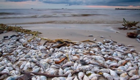 Bộ Y tế được báo cáo Nhiều mẫu cá tại Hà Tĩnh nhiễm chất độc xyanua, phenol