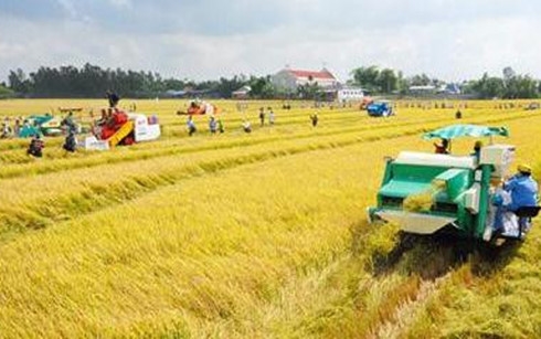 Doanh nghiệp-nông dân Mấu chốt để phát triển nông nghiệp hàng hóa