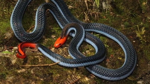 Nọc độc của loài rắn độc nhất thế giới giúp giảm đau