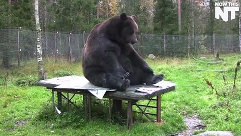 Phần Lan triển lãm tranh của họa sỹ gấu nâu