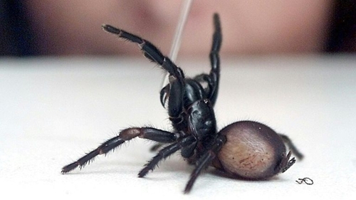 Nọc độc của nhện có thể mang lại hi vọng cho các bệnh nhân đột quỵ