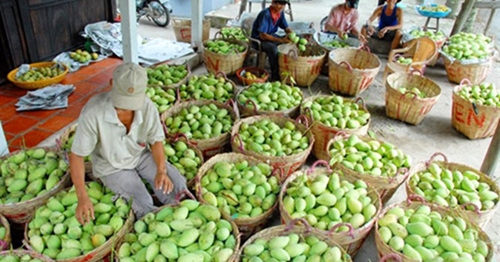 Điểm sáng xuất khẩu Rau quả bán cho nước ngoài gần gấp 3 lần nhập về