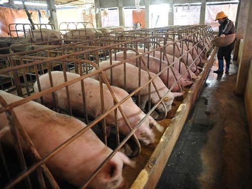 Bộ Công Thương tuyên bố giải pháp xử lý đại khủng hoảng thừa thịt lợn