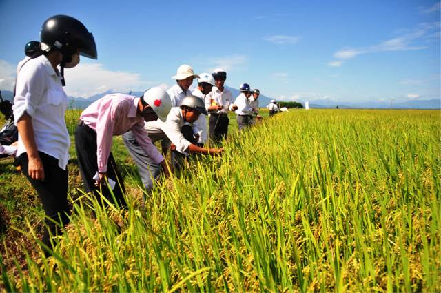 Hướng dẫn kỹ thuật sản xuất lúa hữu cơ  Trung tâm khuyến nông tỉnh Bắc Kạn