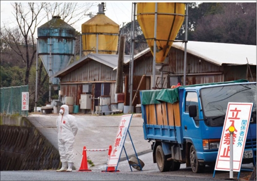 Nhật Bản tiêu hủy 91 000 con gà vì dịch cúm gia cầm