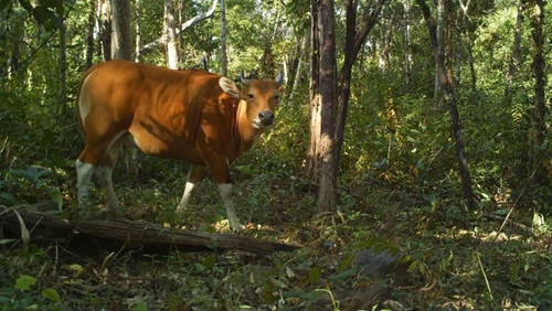 Phát hiện giống bò hoang dã Banteng ở Campuchia