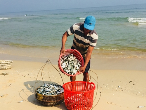 Ngư dân Quảng Điền trúng vụ cá trích